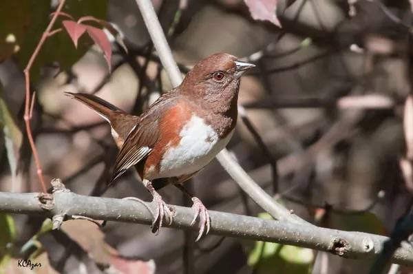 Eastern Towhee, f. by Kelly Colgan Azar is licensed under CC BY-ND 2.0.